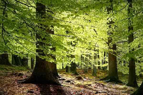 Forest økosystemegenskaper, flora, fauna, eksempler