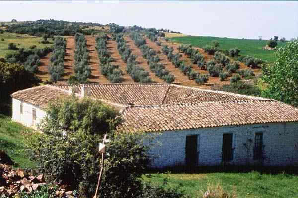 Caratteristiche dell'ecosistema rurale, componenti, flora e fauna