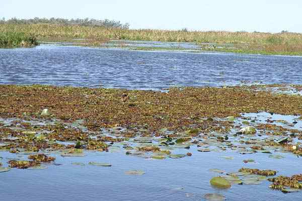 Recursos, flora, fauna, clima, exemplos