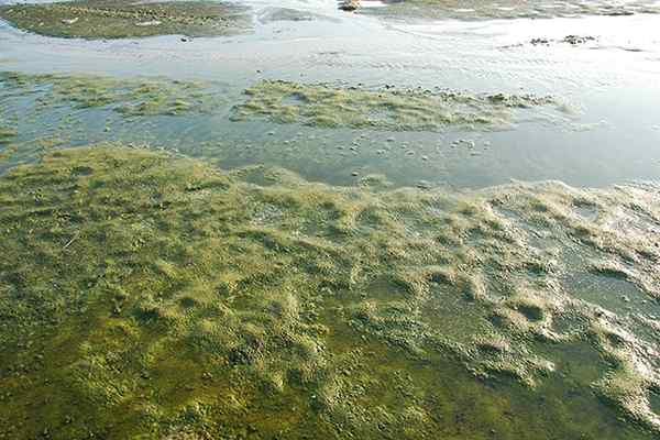 Proses eutrophication, sebab, akibat, penyelesaian