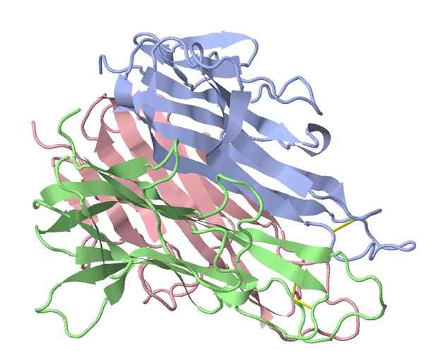 Struktur Faktor Nekrosis Tumor (TNF), Mekanisme Tindakan, Fungsi