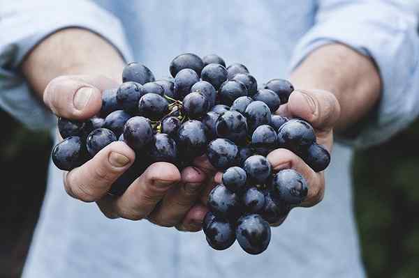 Phenole oder Phenolverbindungen Eigenschaften, Typen, Anwendungen