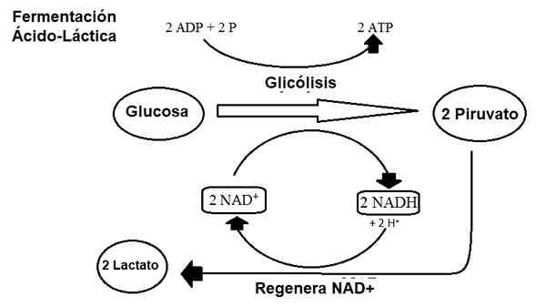 Processus de fermentation lactique étape par étape et exemples