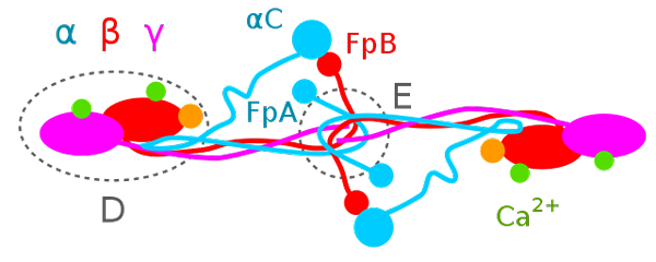 Fonction du fibrinogène, concentrations élevées et faibles, valeurs normales