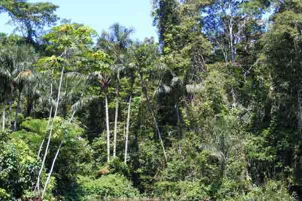 Flora e fauna delle specie rappresentative della Colombia (foto)