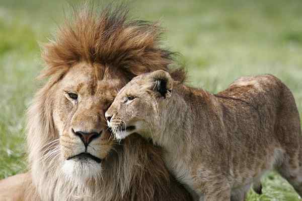 Plancher et faune d'Afrique Espèces représentatives