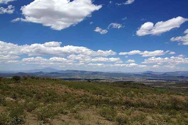 Flora dan Fauna Spesies Wakil Jalisco