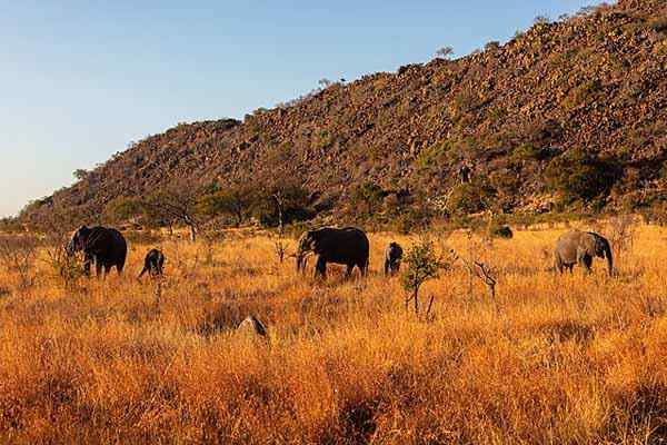 Flora et faune des espèces représentatives de la savane (photos)