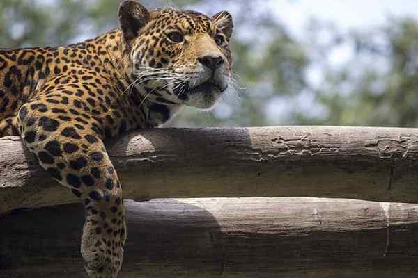 Flora e fauna da espécie representativa de baixa Selva