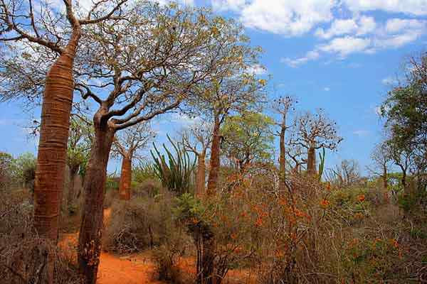 Flora e fauna delle specie rappresentative del Madagascar