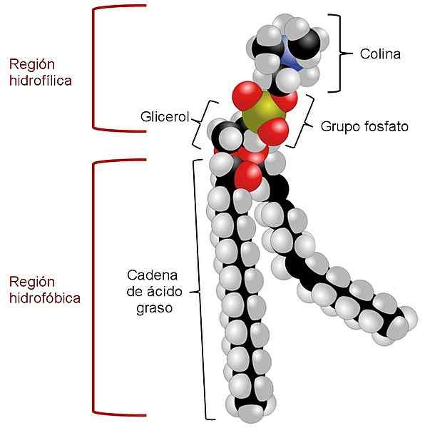 Fosfatidylkolinsyntes, struktur, funktioner, egenskaper