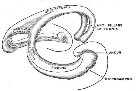 Ciri Fornix, Anatomi dan Fungsi