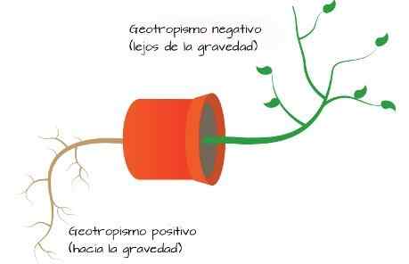 Konsep geotropisme, positif, negatif, contoh