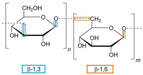 Glucans structuur, kenmerken en functies