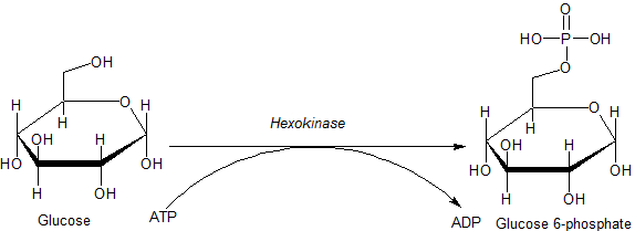 Hexokinasstrukturer, funktioner, former