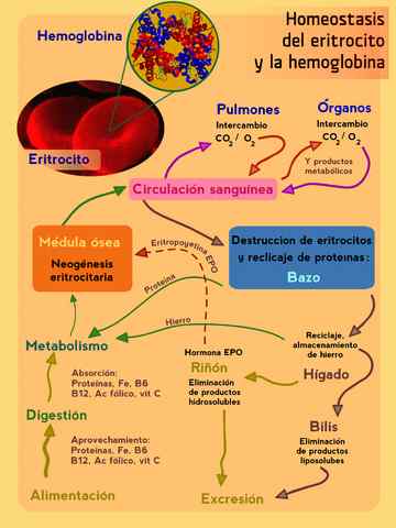 Esempi di omeostasi, meccanismi, funzioni