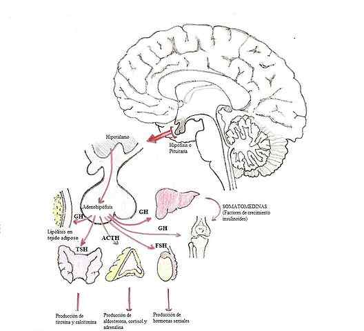 Structure d'hormones de croissance (somatotropine), fonctions