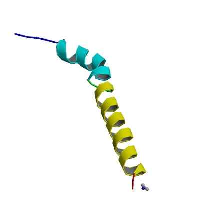 Hypothalamus hormones stimulant et inhibiteurs