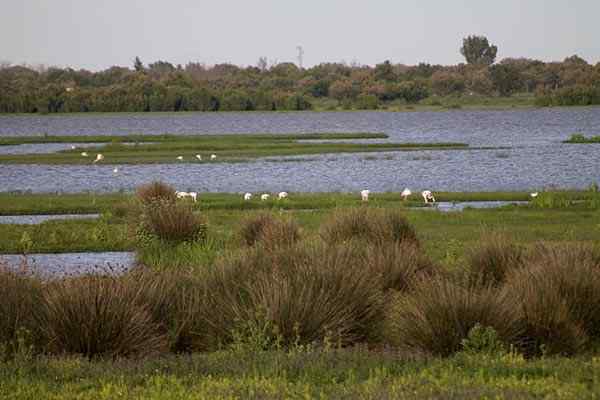 Caratteristiche moor, sollievo, flora, tempo, fauna, esempi