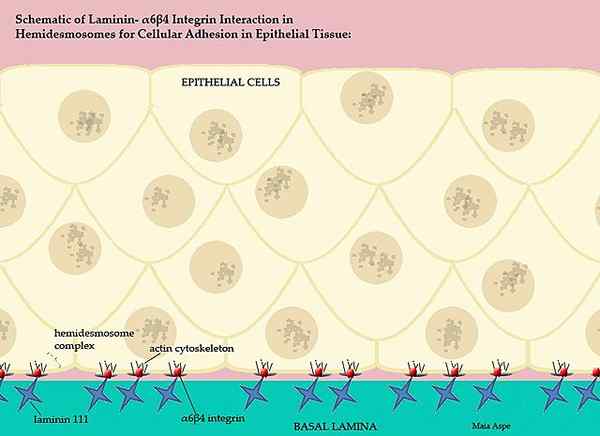 Caractéristiques de laminina, structure, fonctions, types