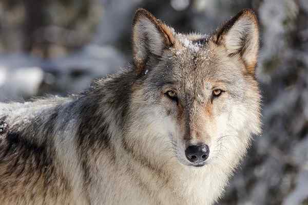 Les 105 meilleures phrases de loups