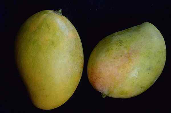 13 buah dari pantai Ekuador yang paling umum