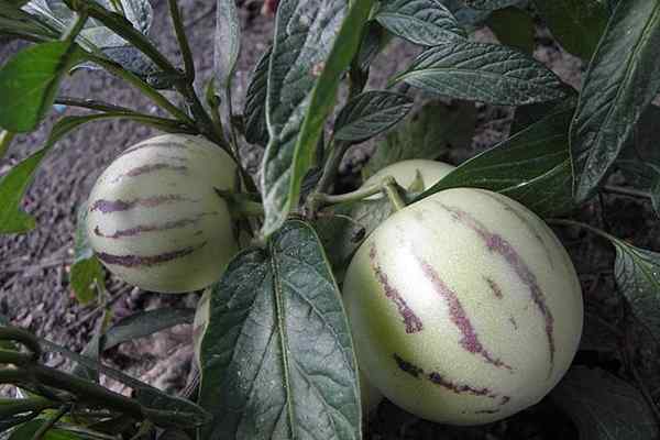 30 buah dari Sierra Ekuador yang paling umum