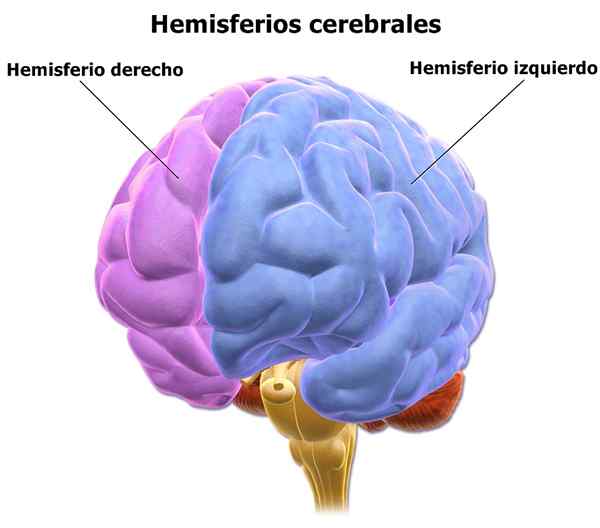 Caractéristiques du lobe temporaire, anatomie et fonctions