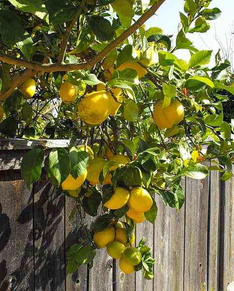 Limón Eureka Características, propriedades, cultivo, cuidado