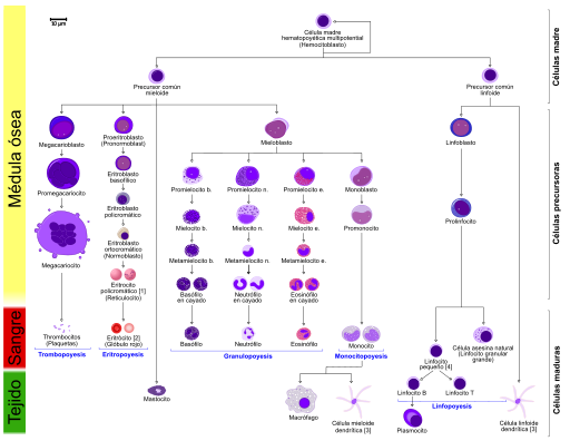 T -Lymphozyten, Funktionen, Typen, Reifung