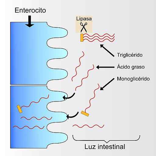 Struttura della lipasi pancreatica, funzioni, valori normali