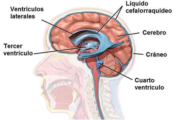 Cerebrospinalflüssigkeitseigenschaften, Zirkulation, Funktion