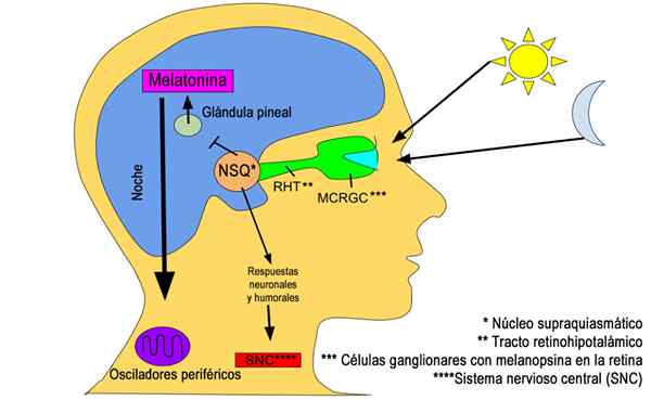 Struktur, fungsi dan penggunaan kimia melatonin