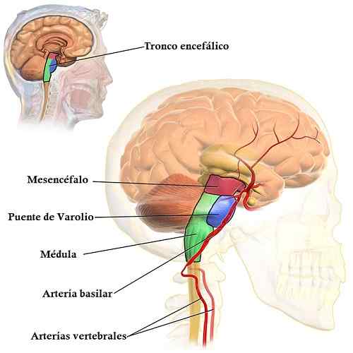 Caractéristiques, fonctions et pièces de mésencéphalo