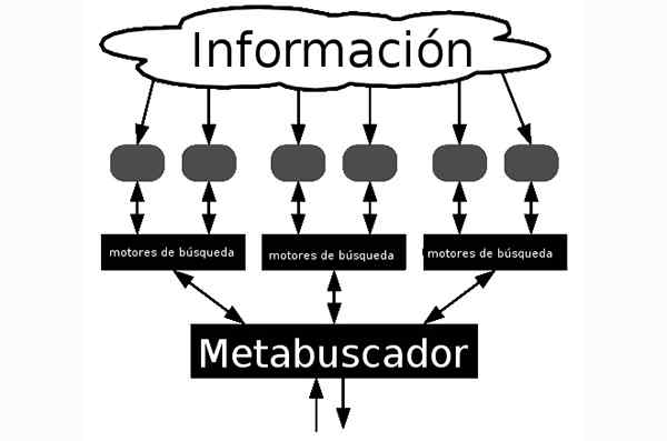 Metabuscisctors -ominaisuudet, tyypit ja esimerkit