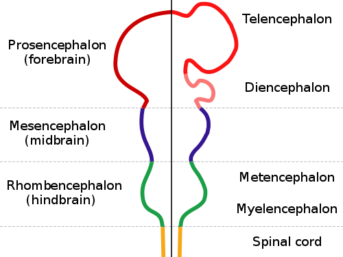 Fonctions de Miencephalon, développement, dégâts