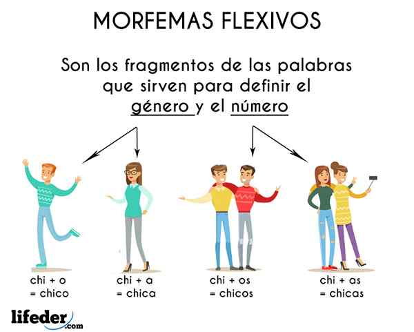 Conceito, características e exemplos flexivos de morfemas