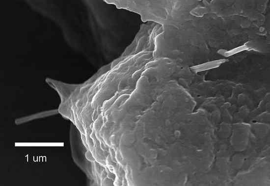 Structure des nanotubes de carbone, propriétés, applications, toxicité