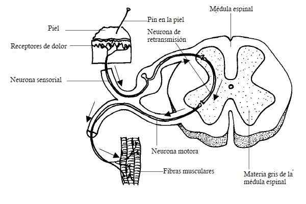 Karakteristik, jenis dan fungsi neuron motorik