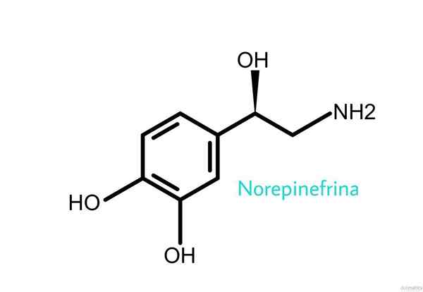 Struktur Norepinephrine, Fungsi, Mekanisme Tindakan