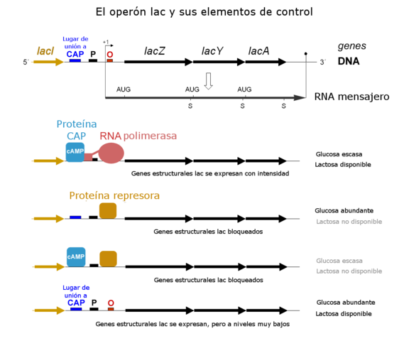 LAC OPERÓN DISTORY A FUNKCIA