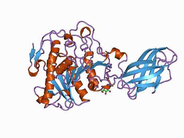 Caractéristiques des oxydorréductases, structure, fonctions, exemples