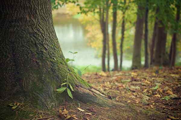 Naturlige landskapskarakteristikker, elementer, eksempler