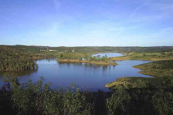 Pantano -egenskaper, typer, flora, fauna, exempel