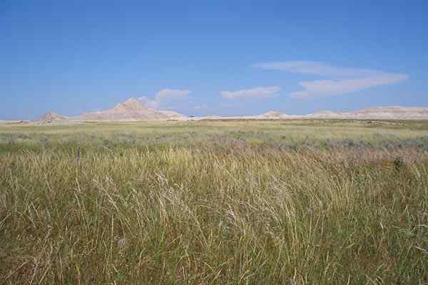 Caratteristiche della prateria, tipi, sollievo, flora, tempo, fauna