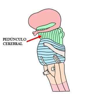 Anatomie et fonctions des pédoncules cérébraux (avec des images)