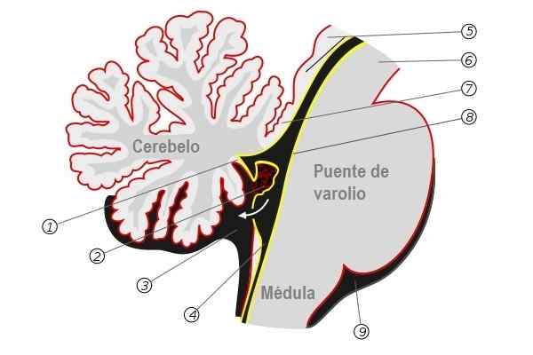 Histologi, anatomi och sjukdomar choroid plexos