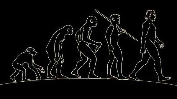 Caractéristiques et phases du processus d'homissement