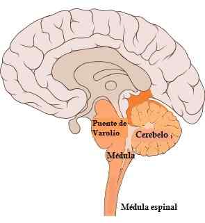 Varolio -brug (ringvormige uitsteeksel) Anatomie, functies