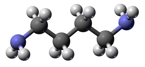 Structure de Putrescina, propriétés, synthèse, utilisations